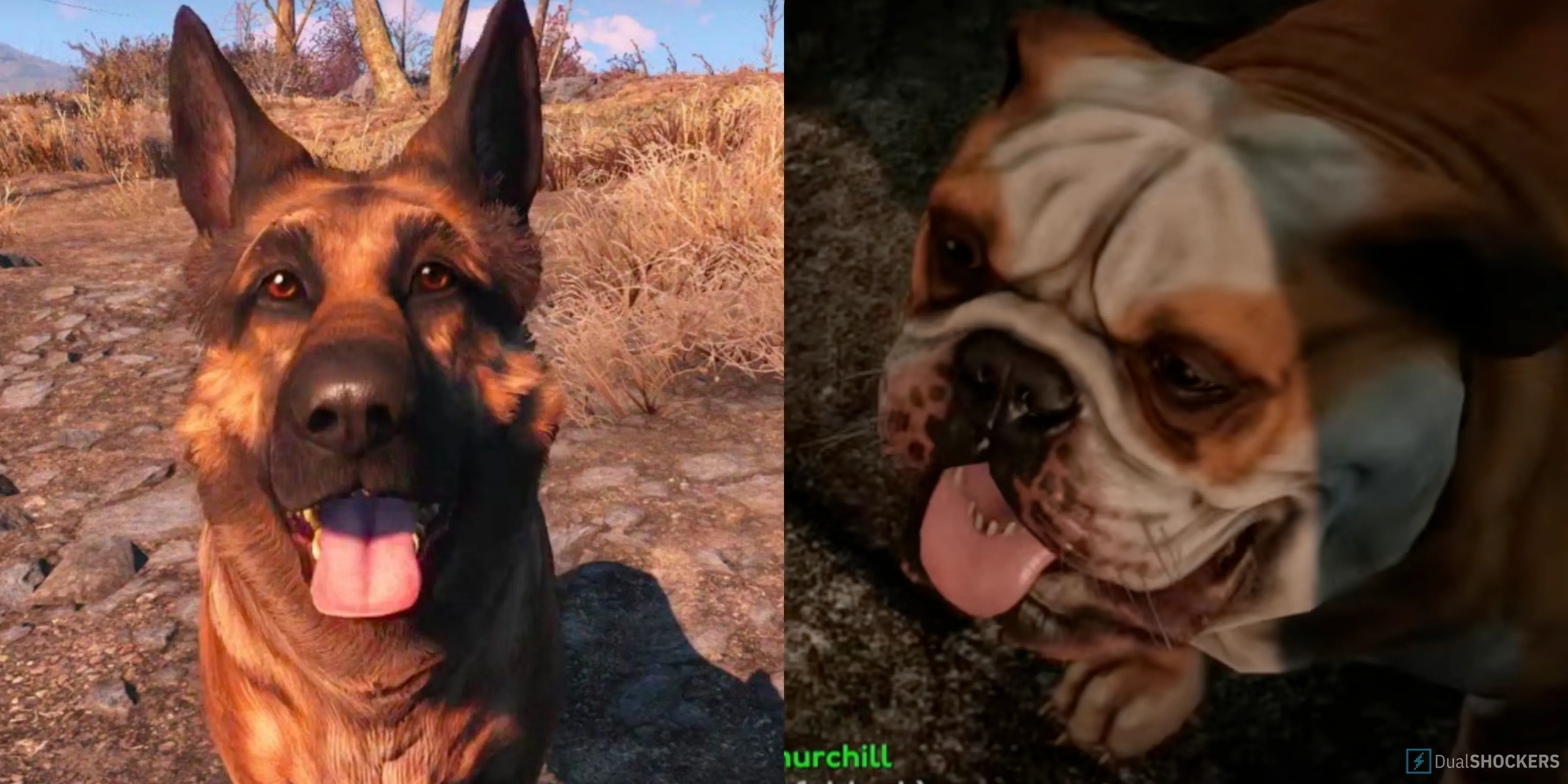 So sánh hai người bạn đồng hành Dogmeat trong Fallout 4 và Churchill trong Fallout London mod